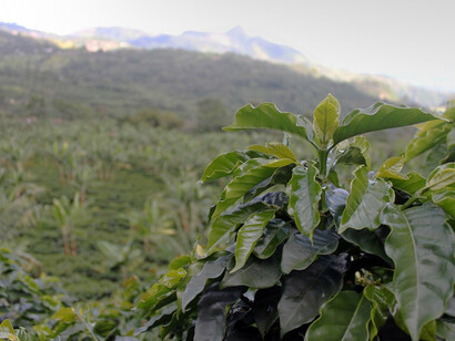 Paisaje típico en el Eje Cafetero
