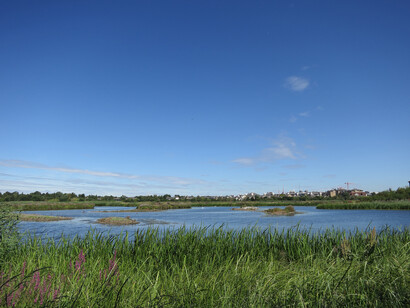 London Wetland © Gehan de Silva Wijeyeratne