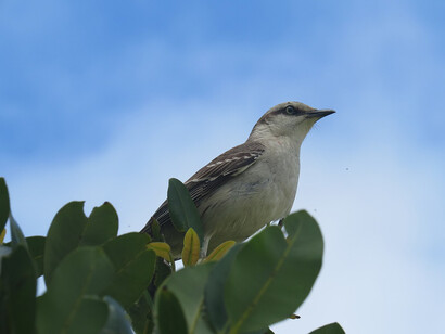 La calandria, al comienzo indefensa y silenciosa, sostiene su existencia apenas con un impulso vital