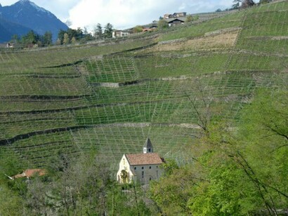 Uno scorcio del paesaggio agrario meranese, qui costituito da vigneti, visto da uno dei punti prospettici presenti nel giardino.  
