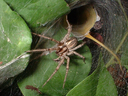 Araña tejiendo para atrapar a su víctima