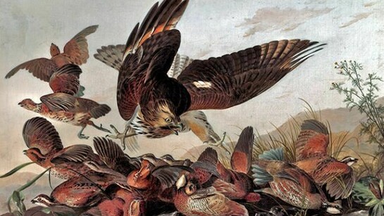 John James Audubon (1785-1851), Hawk Pouncing on Partridges, c. 1827, Oil on canvas, 66 x 101.6 cm, loaned by University of Liverpool Victoria Gallery & Museum, Photograph reproduced with the kind permission of University of Liverpool Victoria Gallery & Museum