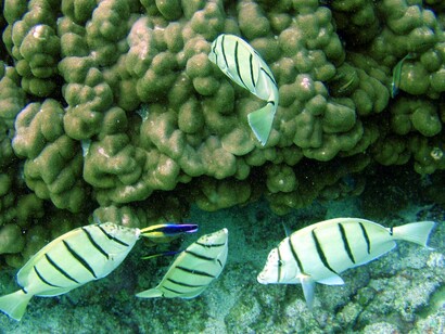 The maninis' delicate balance between feeding and survival is disrupted by marine heat waves
