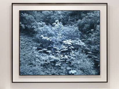 Trade Winds. Courtesy of Miyako Yoshinaga