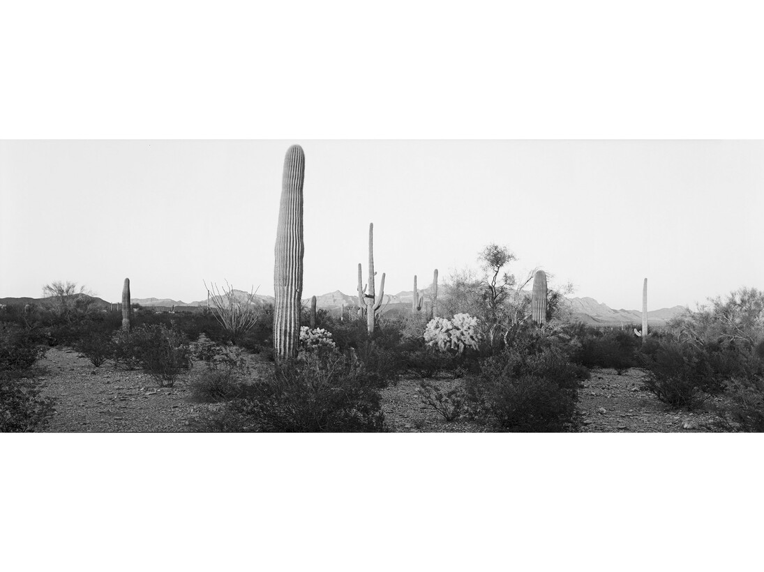 Copyright Lois Conner, Courtesy Gitterman Gallery.