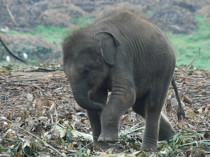 Baby elephant