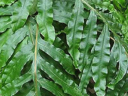 «Polypodium leucotomos»