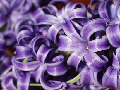 Hyacinthus purpureus