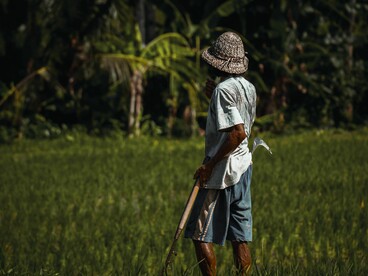 A Balinese farmer works in a lush rice field, reflecting the island's long-standing tradition of sustainable agriculture