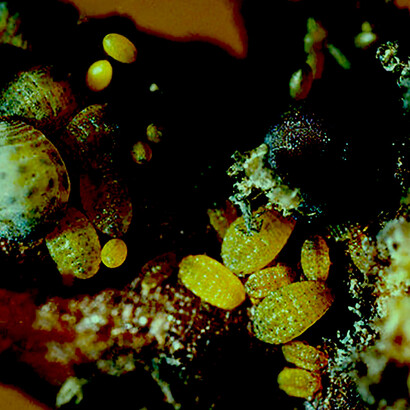 Filoxera succionando savia en raíz de vid