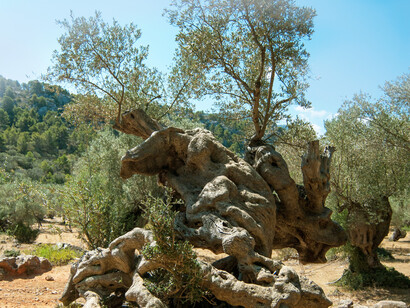 Olivo. Los que están al este de Jerusalén tienen unos 1000 años de antigüedad