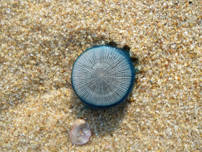 «Porpita porpita», uno de los dos géneros bajo el suborden Chondrophora
