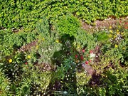 Robert Gordon McHarg