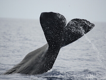 Sperm Whale © Gehan de Silva Wijeyeratne