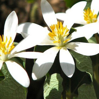 Native Plants and the Environment. Courtesy of Montshire Museum of Science