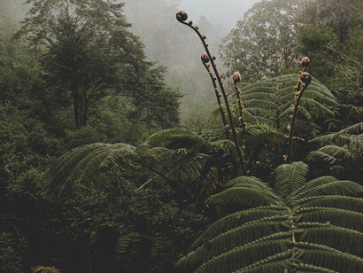 Se fosse um país, a Floresta Amazônica seria o sétimo maior do mundo