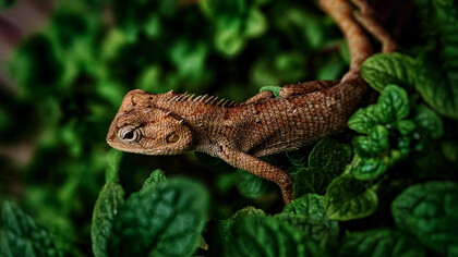 Nel verde della foresta pluviale