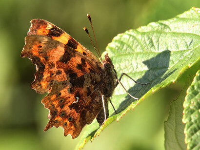 The Comma gets its name from the punctuation character on the underwing © Gehan de Silva Wijeyeratne