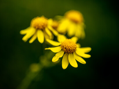 Wildflower Dreaming © Michael Stillwater
