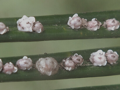 A close-up view of cochineal scale insects clinging to a leaf, where they extract nutrients from the plant to produce the vibrant red pigment used in various products