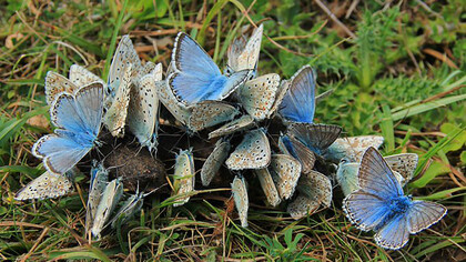 Mariposas «Polyommatus» en grupo