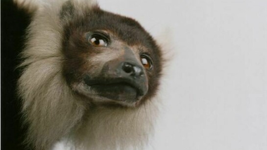 Sean Dooley, Ruffed Lemur, courtesy Sean Dooley/Hunterian Museum and Art Gallery, Glasgow