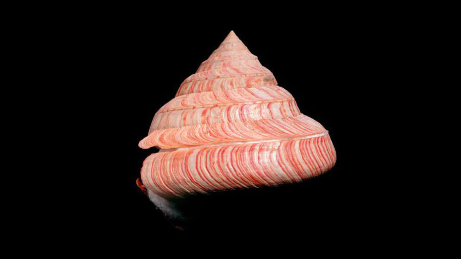 Virtual Shell Hall. Courtesy of Royal Belgian Institute of Natural Sciences