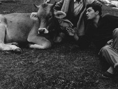 Giancarlo Vitali. Mucca