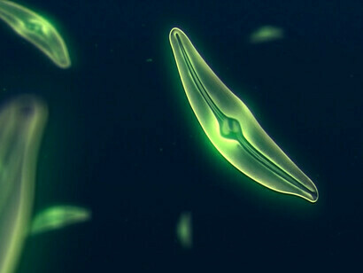 Visão microscópica do fitoplâncton. Numerosas florações de fitoplâncton também foram observadas sob o gelo no Oceano Antártico, como demonstrado pelos flutuadores biogeoquímicos Argo