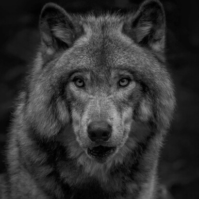 Frequentando lo stadio ho conosciuto i Lupi Mannari Struccati