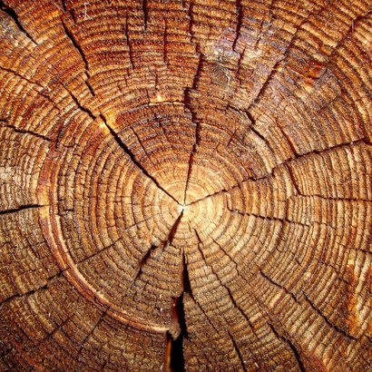 Il Legno