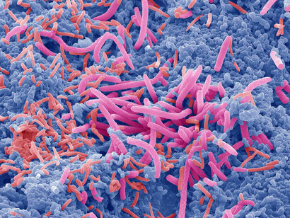 Il microbiota è formato da molte specie diverse che includono microrganismi di vari tipi dato che oltre ai batteri ci sono virus, archei e funghi