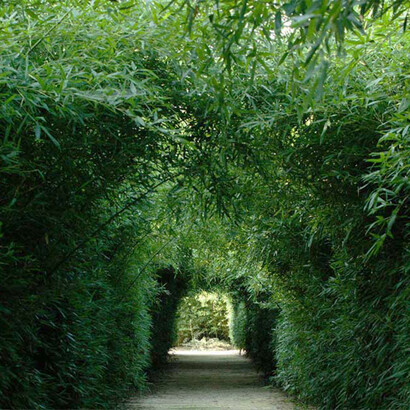 Corridoio di bambù del Labirinto della Masone, Fontanellato (Parma), Italia (credits: labirintodifrancomariaricci.it)