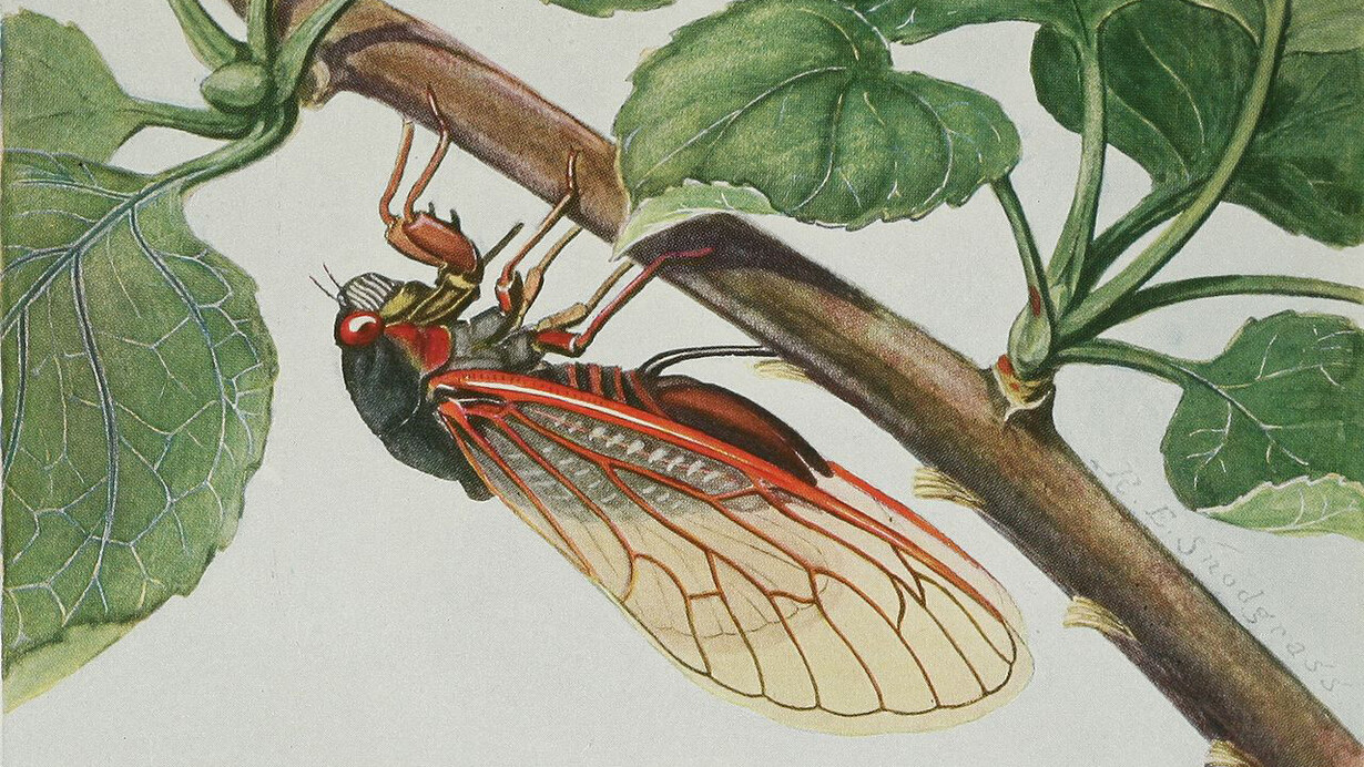 La cigarra periódica (Magicicada septendecim), una hembra que inserta huevos con su ovipositor en la superficie inferior de una ramita de manzano. Lámina de "Insectos, su forma y medio de vida" (1930) de R. E. Snodgrass