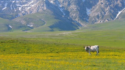 Paesaggio montano con bestiame al pascolo: "Chi non ha mai vissuto l’esperienza di ritornare dopo molto tempo da adulto nel luogo in cui ha vissuto da bambino e di trovarlo totalmente stravolto?"