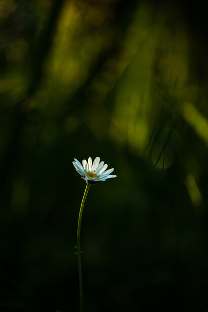Even when we feel alone, a song is always inside us