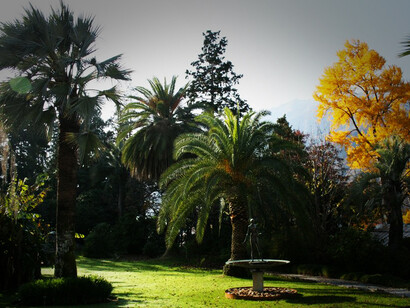 Giardino dell'Isola maggiore di Brissago, Svizzera. Palmeto
