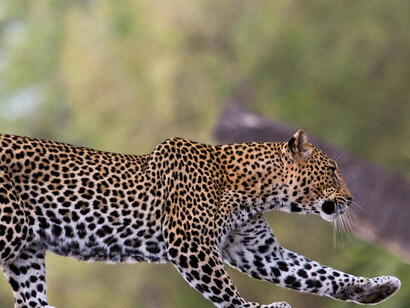 A Leopard on the prowl at Gif
