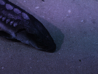 The Black Sea Diorama. Courtesy of National Museum of Natural History