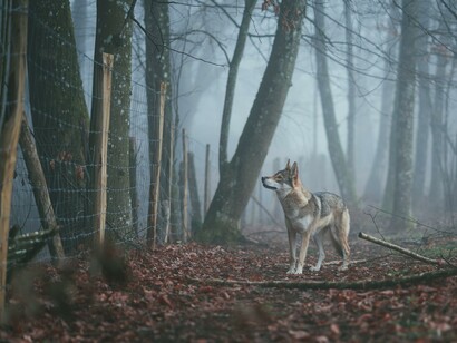 Per essere davvero libero non devi avere nessuno sotto di te