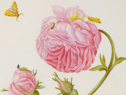Maria Sibylla Merian. Courtesy of Kupferstichkabinett