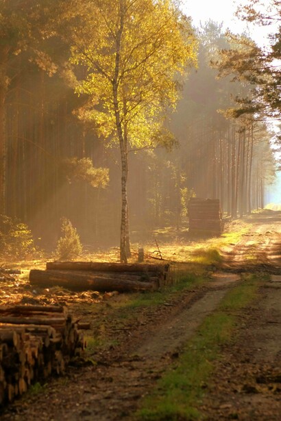 Deforestazione: "... O di chi al posto di un prato verde trova un’area totalmente coperta da cemento e palazzi"