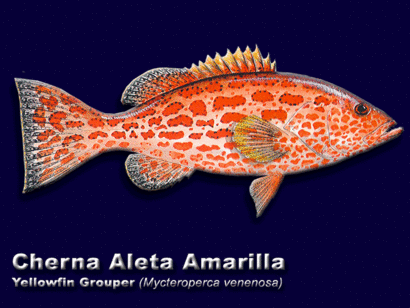 Cherna Aleta Amarilla