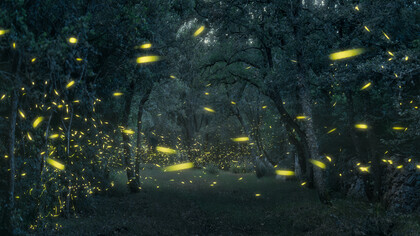 Lucciole danzanti tra gli alberi, come tante fate notturne che illuminano il bosco