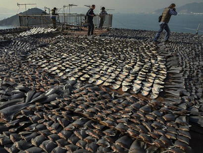 The centre of the shark fin trade is in Hong Kong