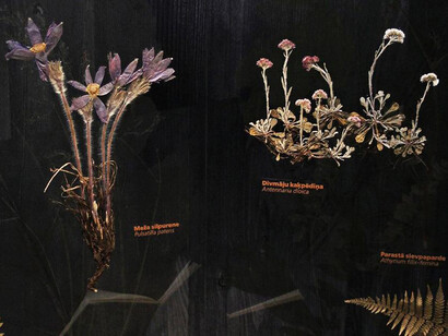 Plants and fungi of Latvia, exhibition view. Courtesy of the Latvian National Museum of Natural History