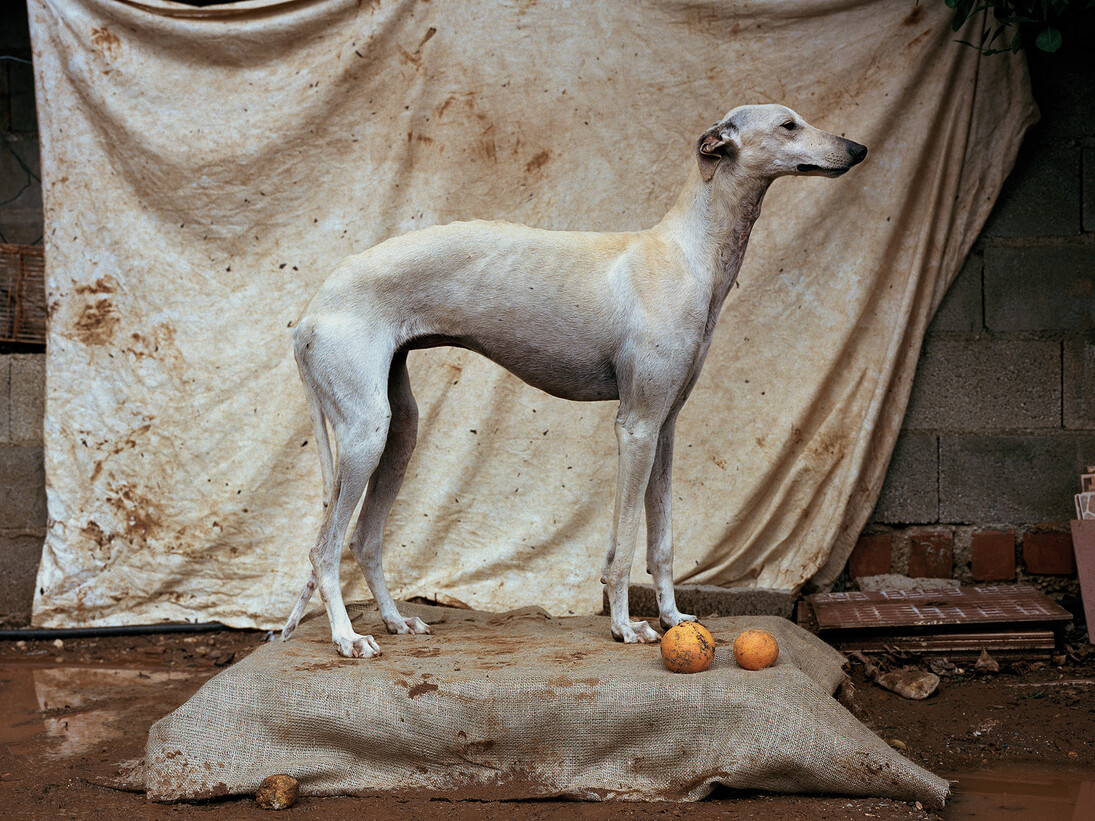 Galgo 2, Martin Usborne, 2015, Tirage pigmentaire sur papier mat, 80 x 100 cm, Edition de 3 + 1 EA, numéroté et signé au dos