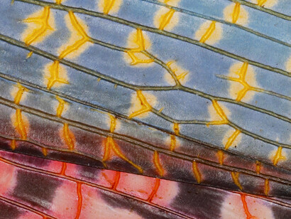 Color of Life. Courtesy of California Academy of Sciences