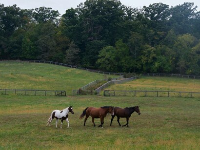 Three horses walk together on a horse farm in Virginia