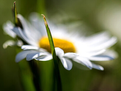 Emerging Into Light © Michael Stillwater
